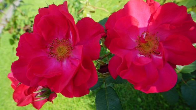 Foto prachtige rode bloemen