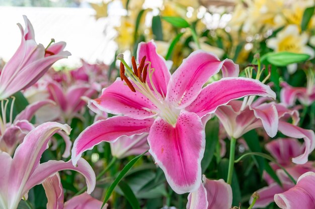 prachtige rode Lilium brownii bloem in de tuinLilium brownee is een soort lelie inheems in het vasteland van China