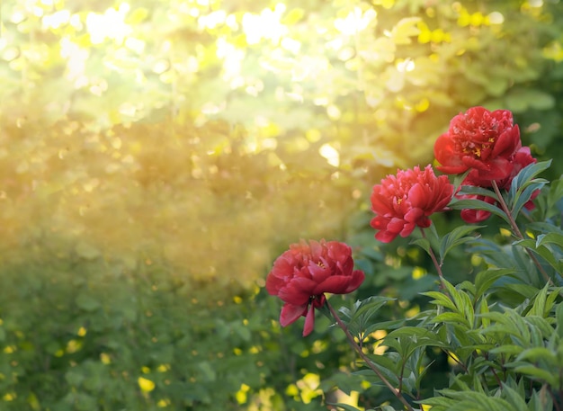 prachtige rode pioenrozen bloeien in een groene tuin onder de stralen van een felle zon