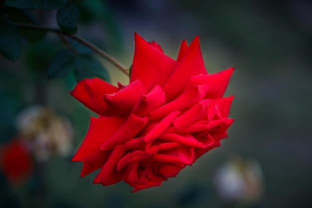 Prachtige rode roos Sierteelt meerjarige bloemen