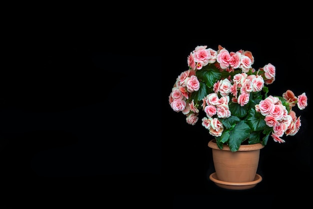 Prachtige roze begonia elatior isoleren op zwarte achtergrond met kopie ruimte Home bloemen hobby Floral card