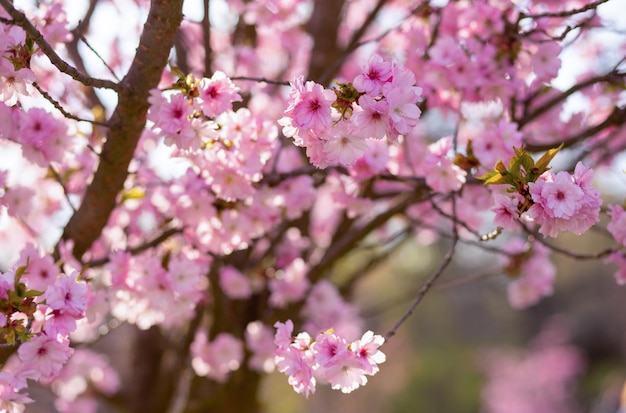 Prachtige roze bloemen mooie sakura close-up kersenbloesem met blauwe lucht in de botanische tuin in de lente wazige achtergrond
