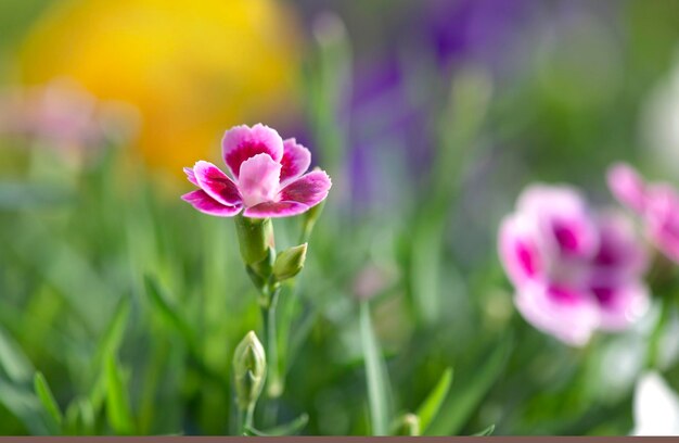 Foto prachtige roze bloemen van carnationdianthus chinensis bloeien in groen blad in een tuin