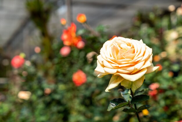 Prachtige roze bloemen