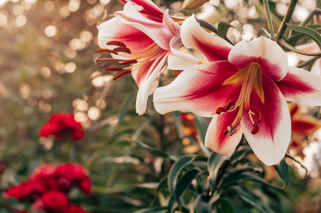 Prachtige roze en witte struik Altari OT-hybride lelie en groene bladeren in de tuin natuur buiten wazig planten