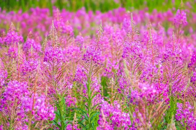 Prachtige roze paarse bloesems van Chamaenerion angustifolium bloemen of wilgenroosje of wilgenkruid