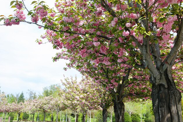 Foto prachtige sakura-kersenbomen in volle bloei