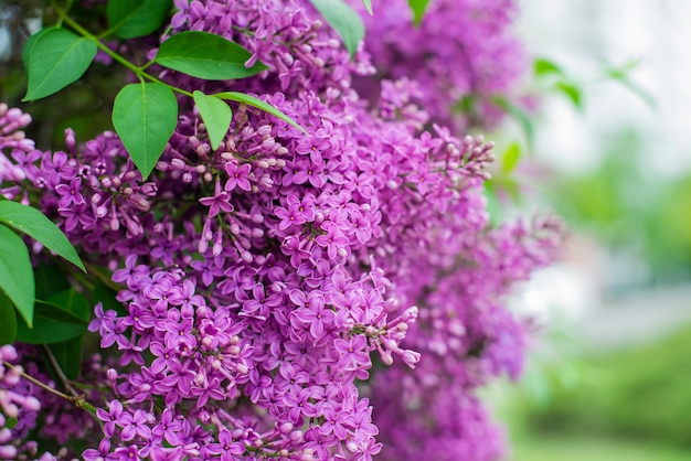 prachtige struiken met lila bloemen in de tuin