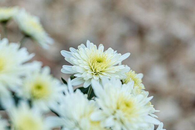 prachtige struiken van gele chrysanthemum bloemen close-up