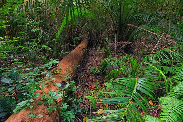 Prachtige tropische boslandschap