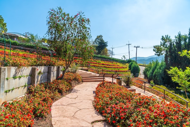 Prachtige tuin bij royal agricultural station - doi inthanon in chiang mai, thailand