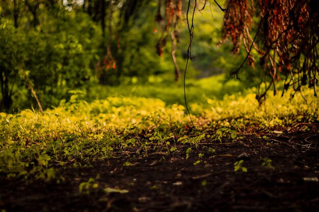 prachtige tuin en weg en groen