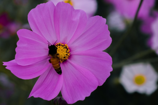 Foto prachtige tuin kosmos bloem met honingbijindia