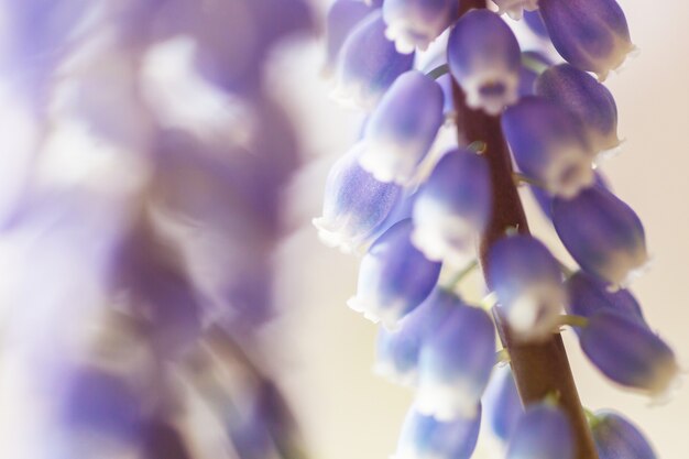 Prachtige tuin lentebloemen