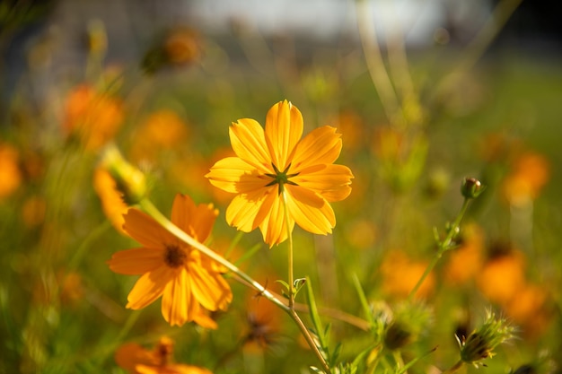 prachtige tuin met oranje bloemen veld bloem natuurlijke textuur blauwe lucht op de achtergrond