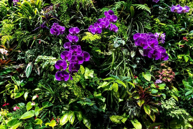 Prachtige tuin met varens en tropische planten selectieve focus Foto van hoge kwaliteit