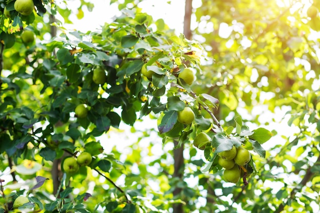 Prachtige tuin, perenboom met vruchten op takken. Herfst oogst