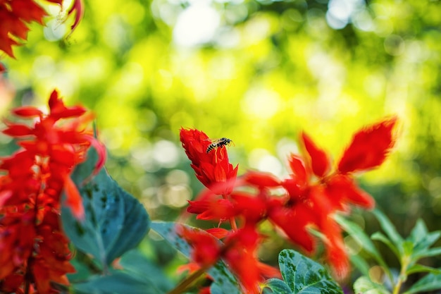 Prachtige tuinbloemen in het vroege voorjaar