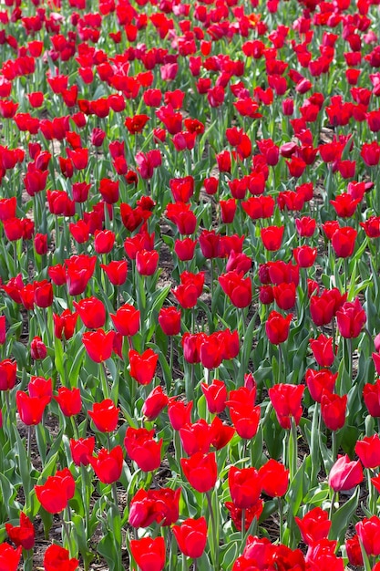 Prachtige Tulpenbloesem in Tulpentuin in de zomer