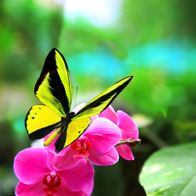 Prachtige veelkleurige echte vlinder die op een groene achtergrond vliegt
