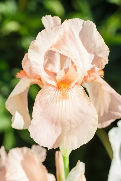 Prachtige veelkleurige iris bloem bloeien in de tuin.