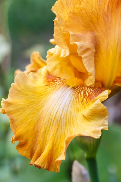 Prachtige veelkleurige iris bloem bloeien in de tuin.