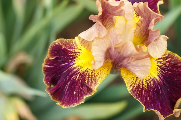 Prachtige veelkleurige iris bloem.