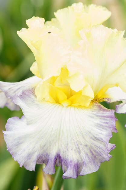 Prachtige veelkleurige iris bloem.