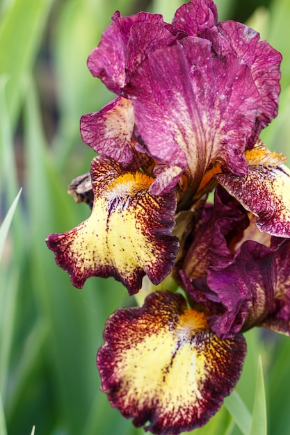 Prachtige veelkleurige iris bloem.