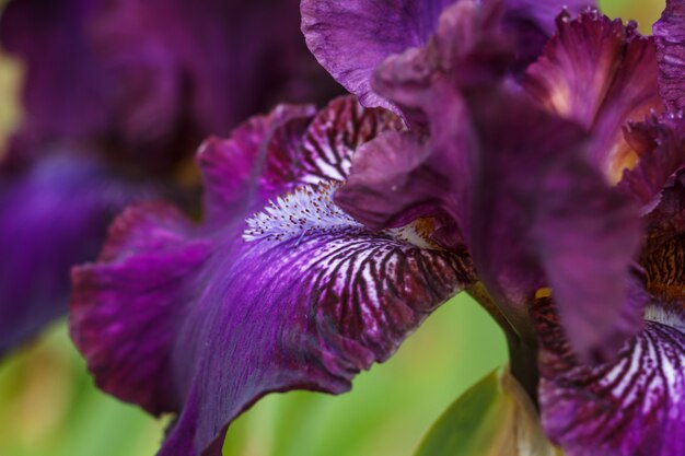 Prachtige veelkleurige iris bloem