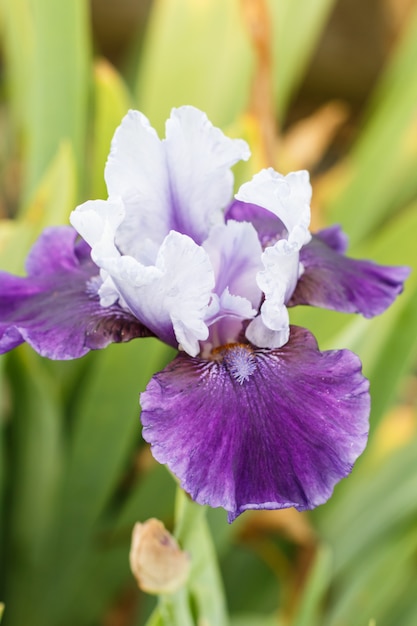 Prachtige veelkleurige iris bloem