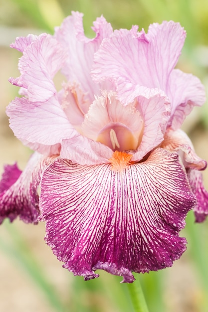 Prachtige veelkleurige iris bloem