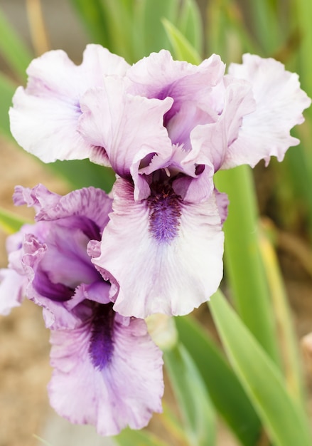 Prachtige veelkleurige iris bloem