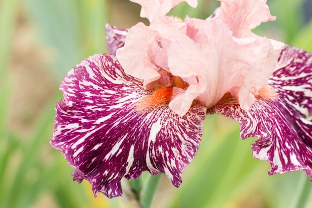Prachtige veelkleurige iris bloem