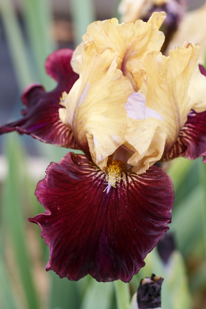 Prachtige veelkleurige iris bloem