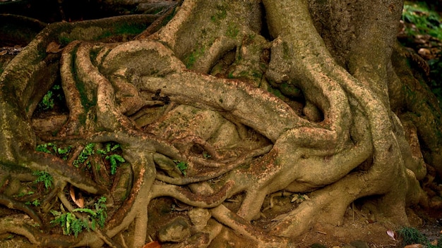 Prachtige vegetatie helder bloeiende planten van de Batumi Botanische Tuin Georgia