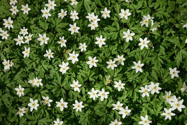 Prachtige veldanemoon wilde bloemen in zonlicht Lente boslandschap