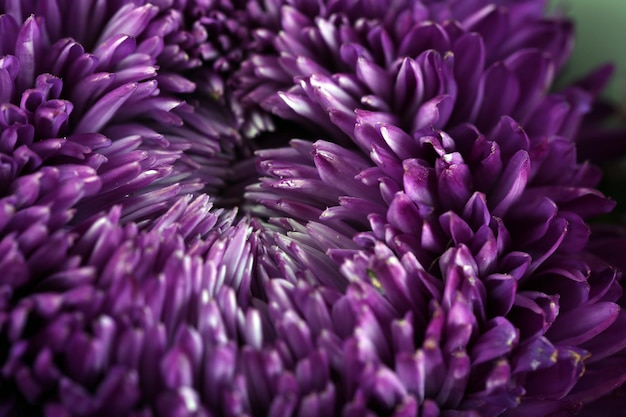 Prachtige violette chrysant