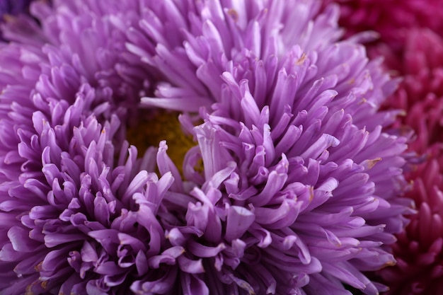 Prachtige violette chrysant