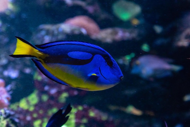 Prachtige vis Regal Tang