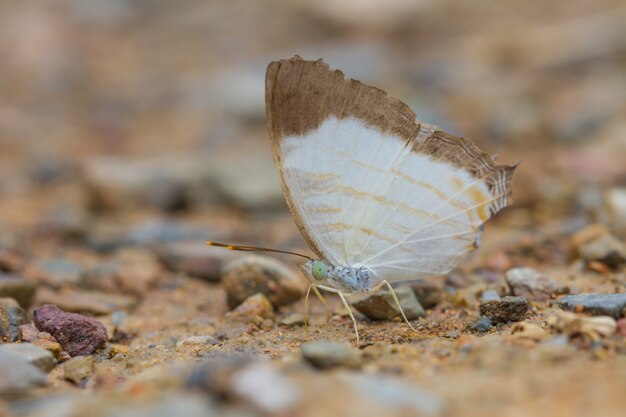 Prachtige vlinder in het bos