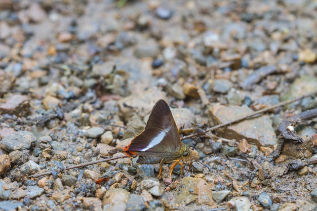 Prachtige vlinder in het bos