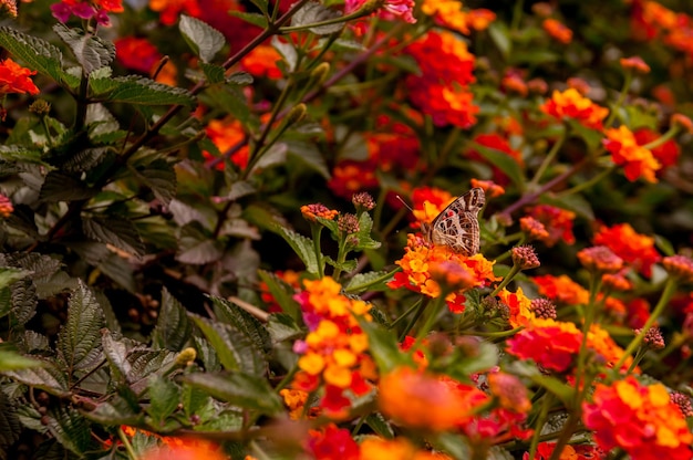 Foto prachtige vlinder in rode lantanabloemen