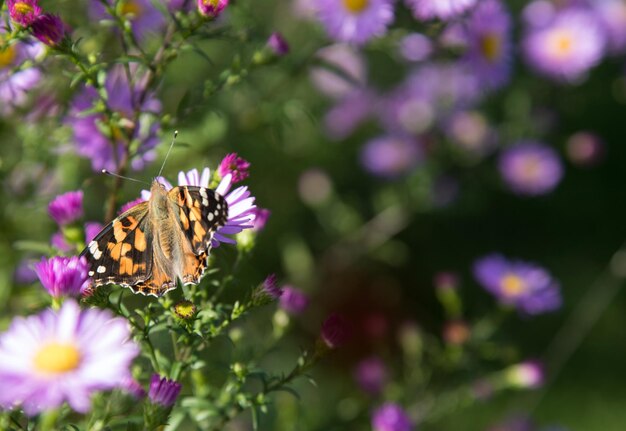 Prachtige vlinder Nymphalidae netelroos op herfstlila bloemenEen plek voor een kopieerruimte