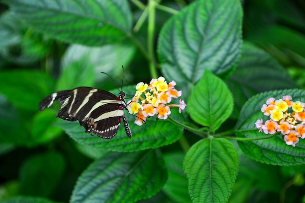 Prachtige vlinder op bloei bloem