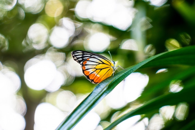 prachtige vlinder op boom