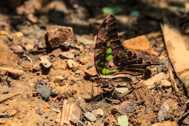 Prachtige vlinder op de grond