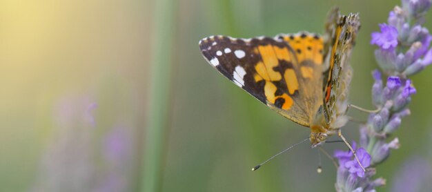 Prachtige vlinder op een bloem van lavendel in de tuin