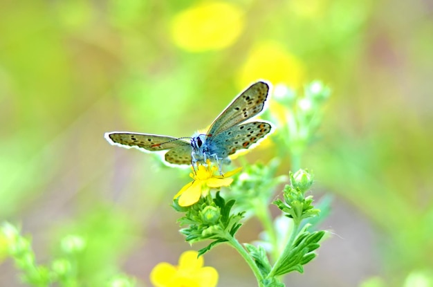 Prachtige vlinder op een bloem