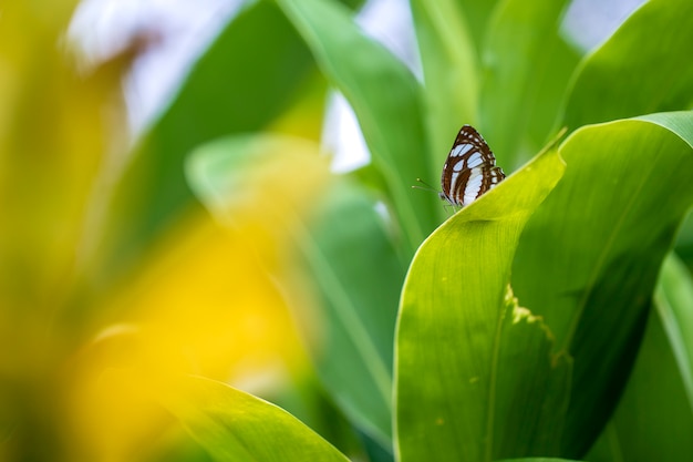 Prachtige vlinder op groene bladeren in een tropische tuin